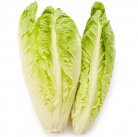 Lettuce