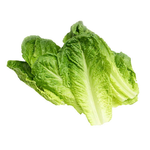 Romaine Lettuce