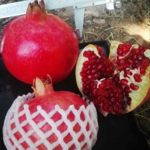 Pomegranate