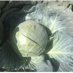 White Cabbage