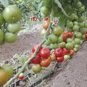 Cluster Tomatoes