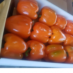 Orange Bell Pepper