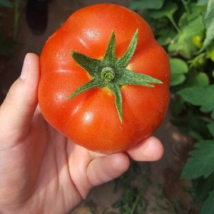 Greenhouse Tomato