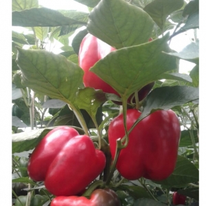 Salari Bell Pepper