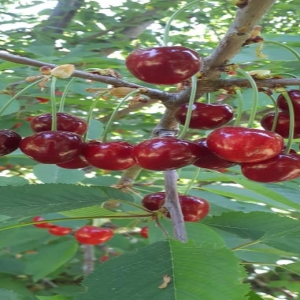 Neyshaboor Cherry