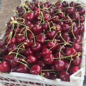 Neyshaboor Cherry
