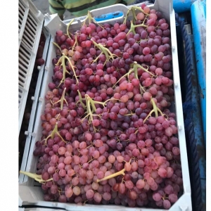 Seedless Red Grape