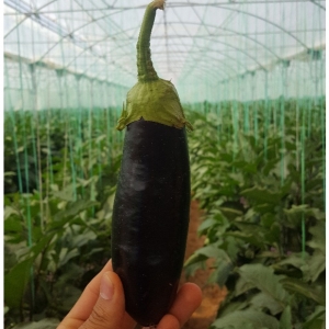 Italian Eggplant/Autumn