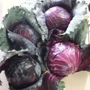 Red Cabbage 
