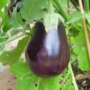 Globe Eggplant/ Summer