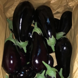Globe Eggplant/ Summer