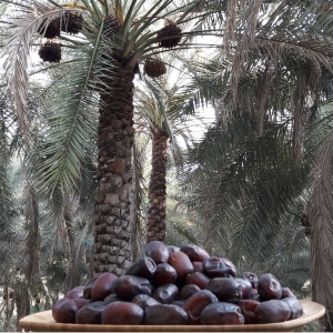 Mazafati Dates