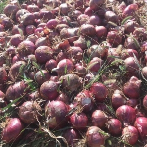 Red Onion