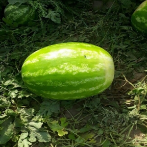 b 32 Watermelon