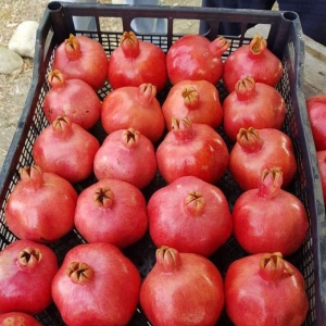 Pomegranate