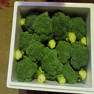 Sahraee Broccoli