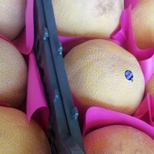 Cantaloupe Melons