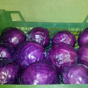 Red Cabbage 