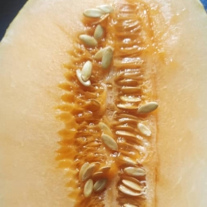 Melon