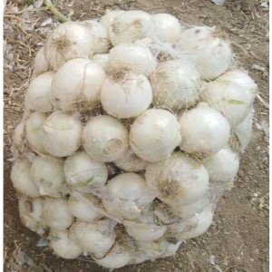White Onion