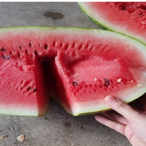 b 32 Watermelon