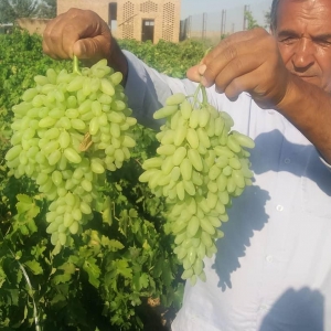 Seedless Green Grape