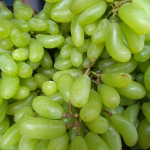 Seedless Green Grape