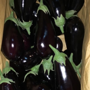 Globe Eggplant/ Autumn