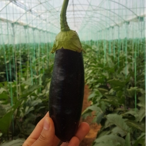 Italian Eggplant/Summer