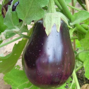 Globe Eggplant/ Autumn