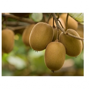 Kiwifruit