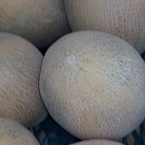 Cantaloupe Melons