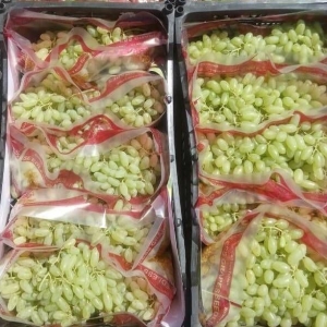 Seedless Green Grape