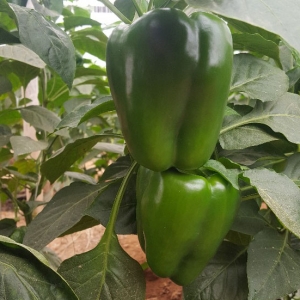 Green Bell Pepper
